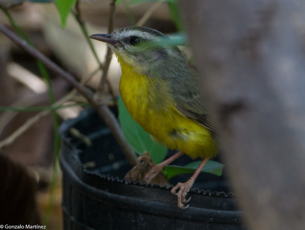 Golden-crowned Warbler - ML644778407