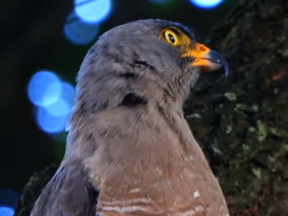 káně krahujová - ML644778409