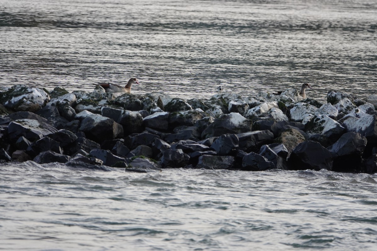 Egyptian Goose - ML644778410