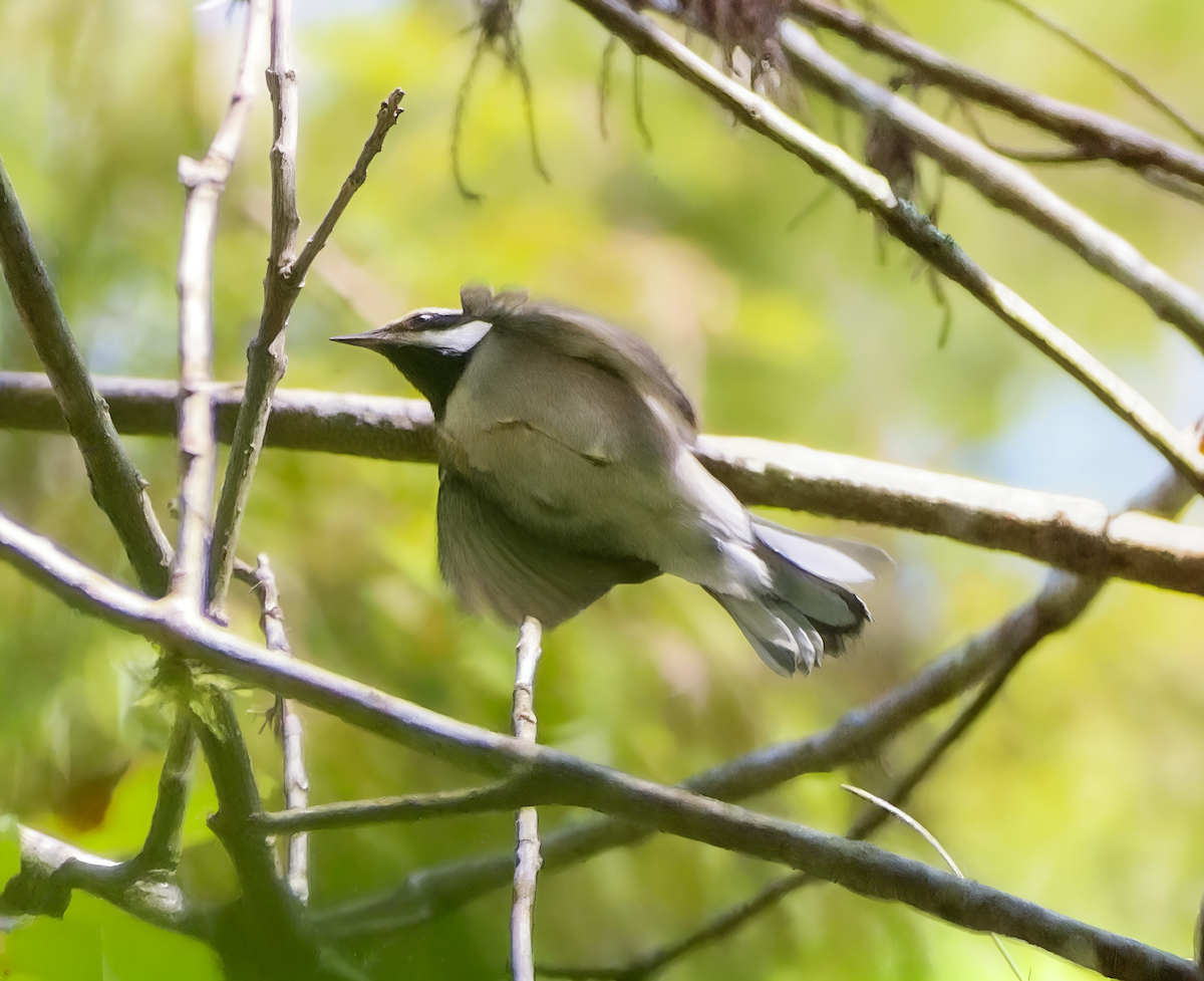 キンバネアメリカムシクイ - ML644778416