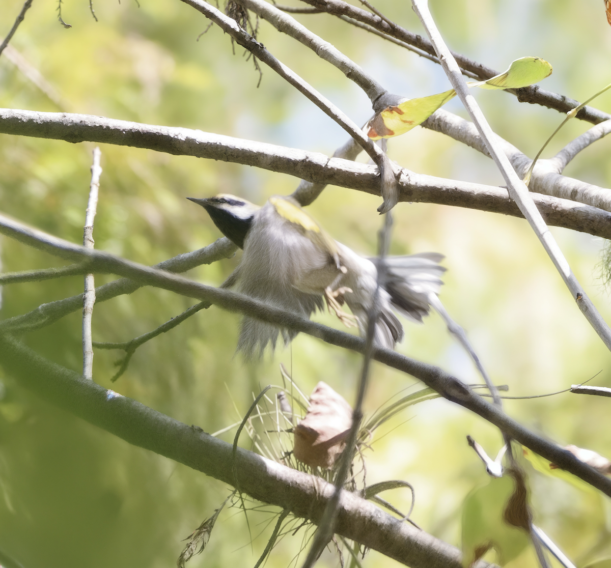 キンバネアメリカムシクイ - ML644778419