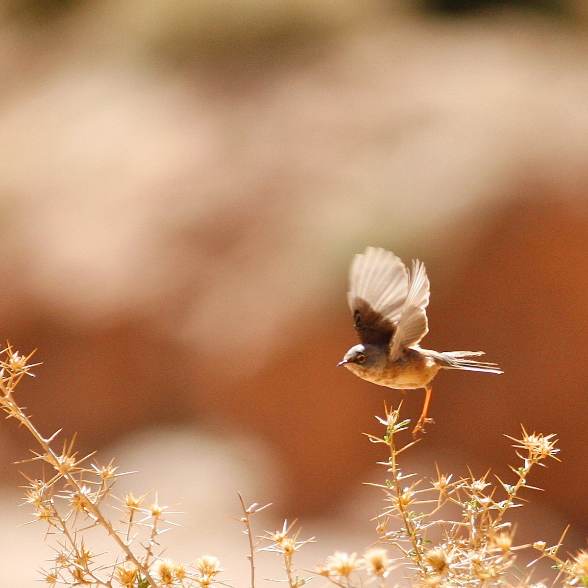 Tristram's Warbler - ML644778420
