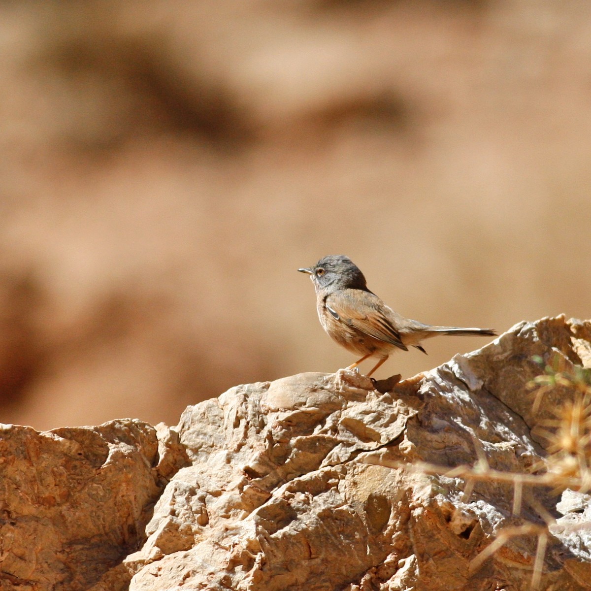 Tristram's Warbler - ML644778421