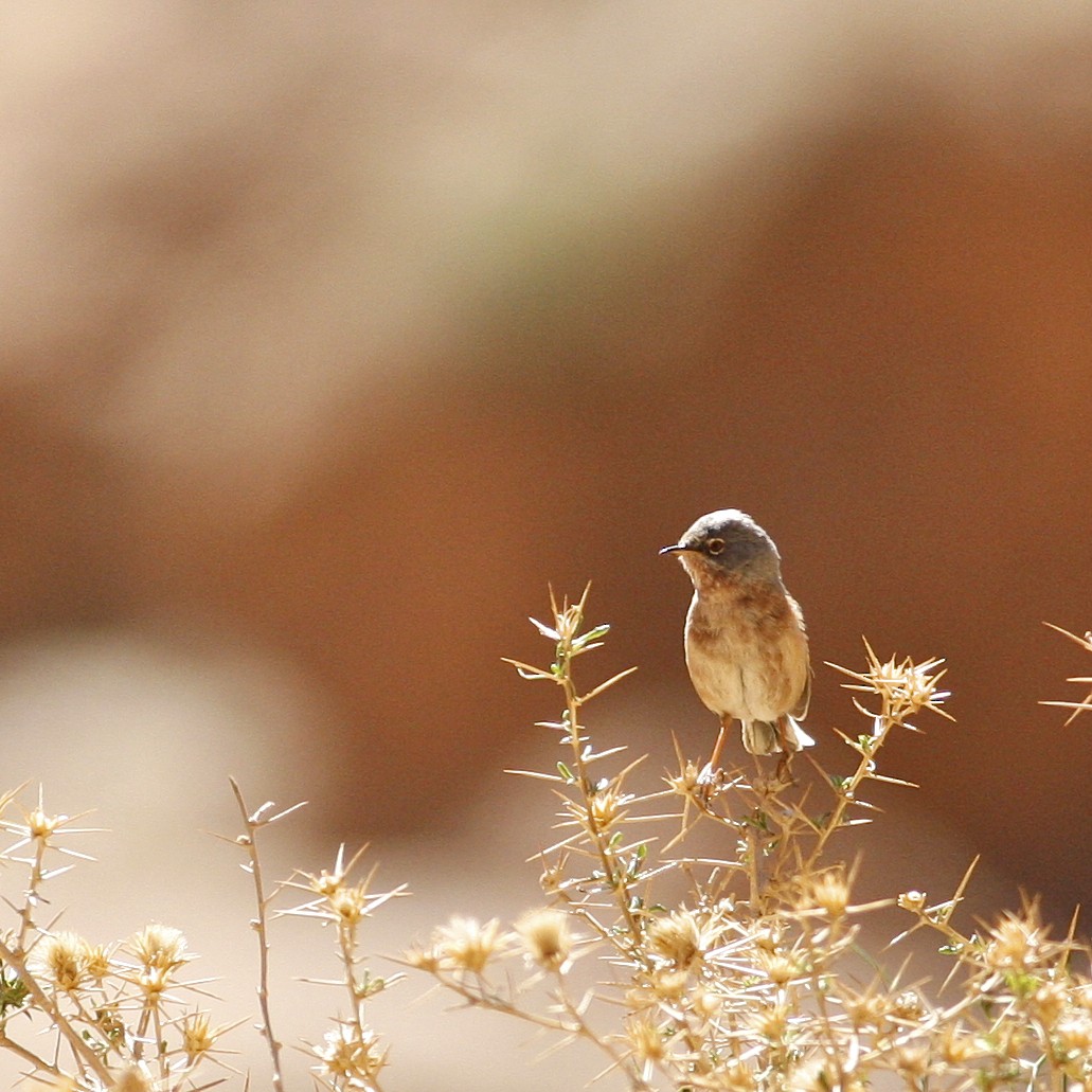 Tristram's Warbler - ML644778422