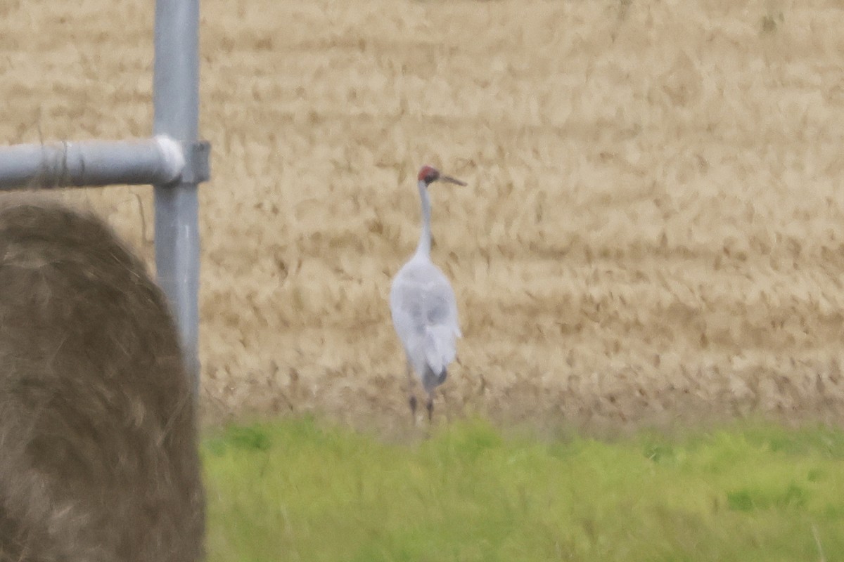 Brolga - ML644778433