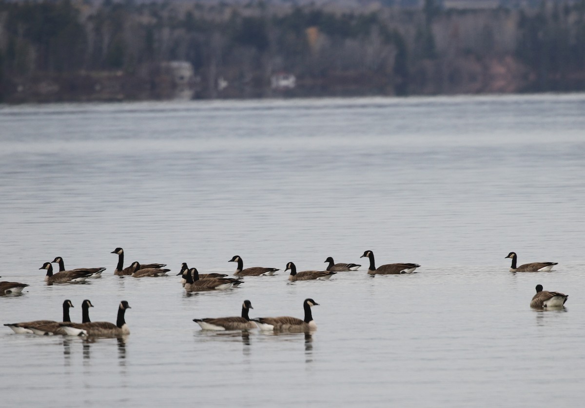 黑雁 - ML644778434