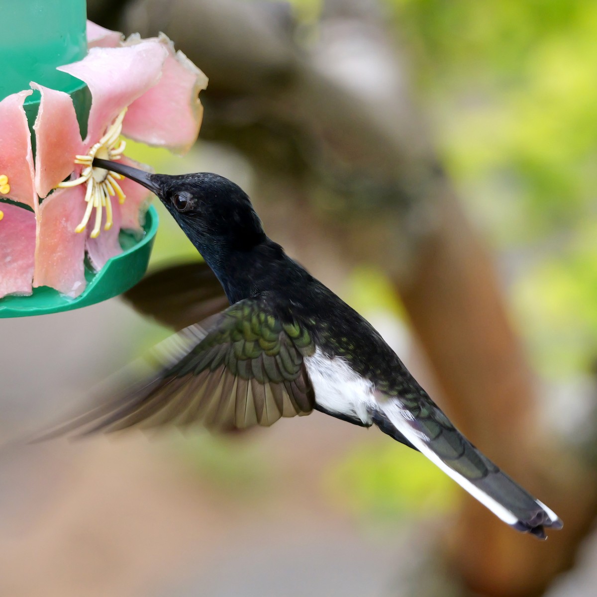 クロハチドリ - ML644778435