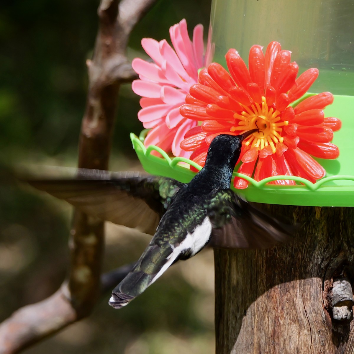 クロハチドリ - ML644778437