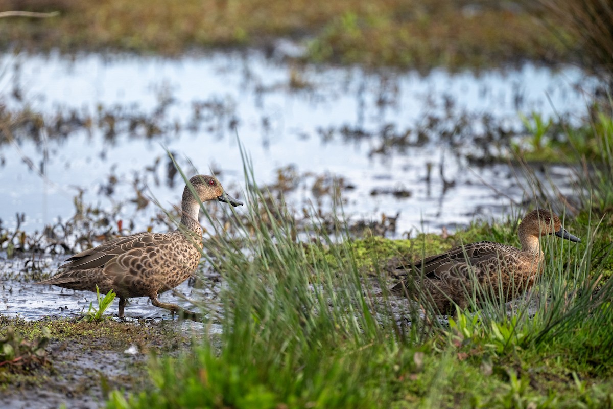 Zertzeta grisa - ML644778448