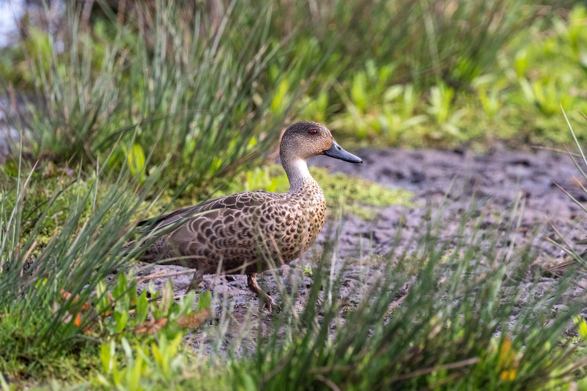 Zertzeta grisa - ML644778453