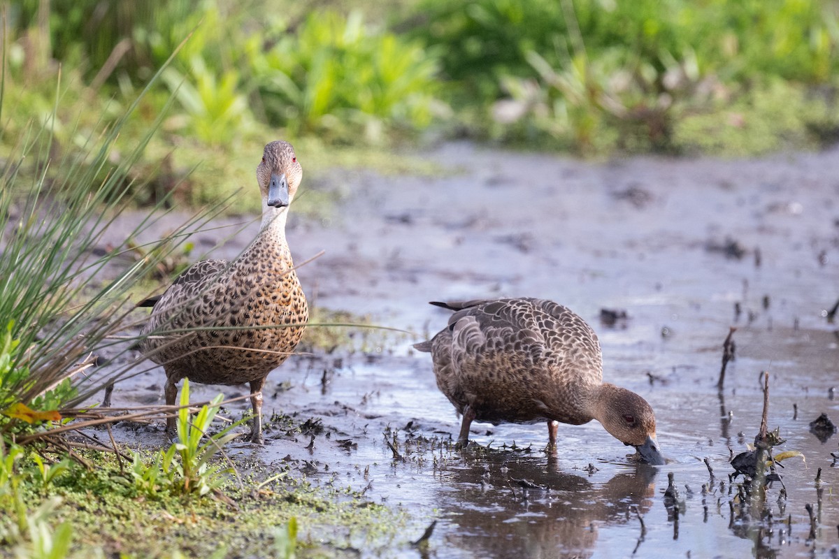 Zertzeta grisa - ML644778455