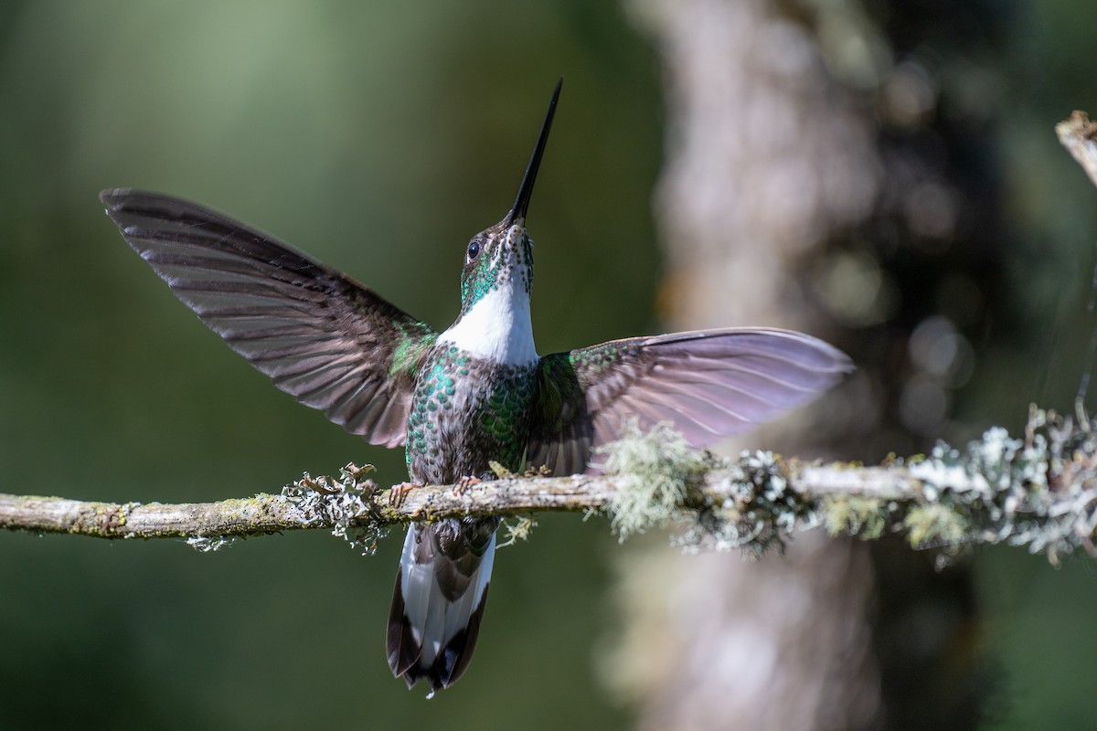 hvitbrystinka - ML644778460