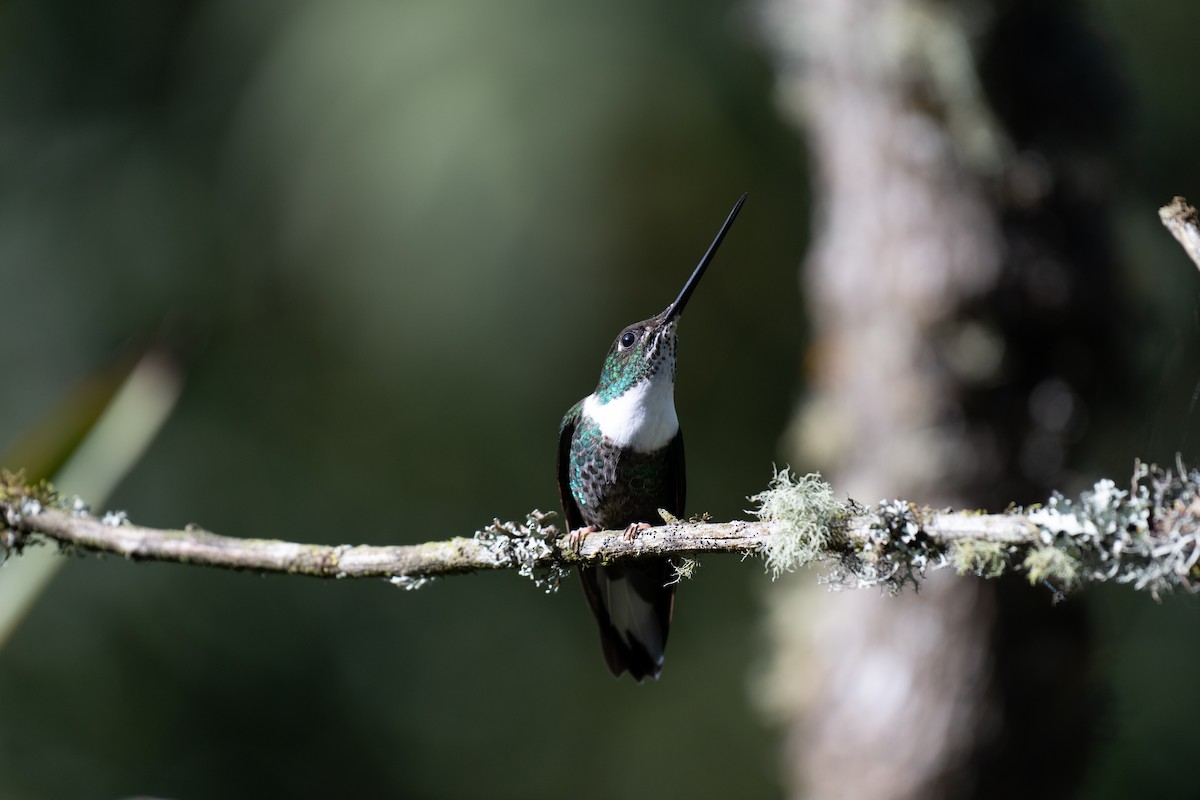 hvitbrystinka - ML644778461