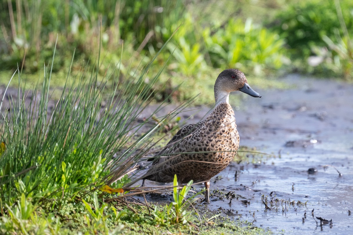 Zertzeta grisa - ML644778464