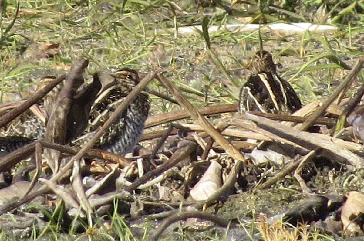 Wilson's Snipe - ML644778468
