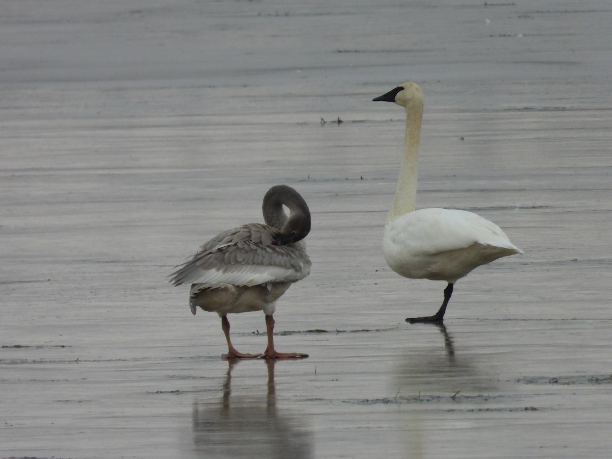 Trumpeter Swan - ML644778472