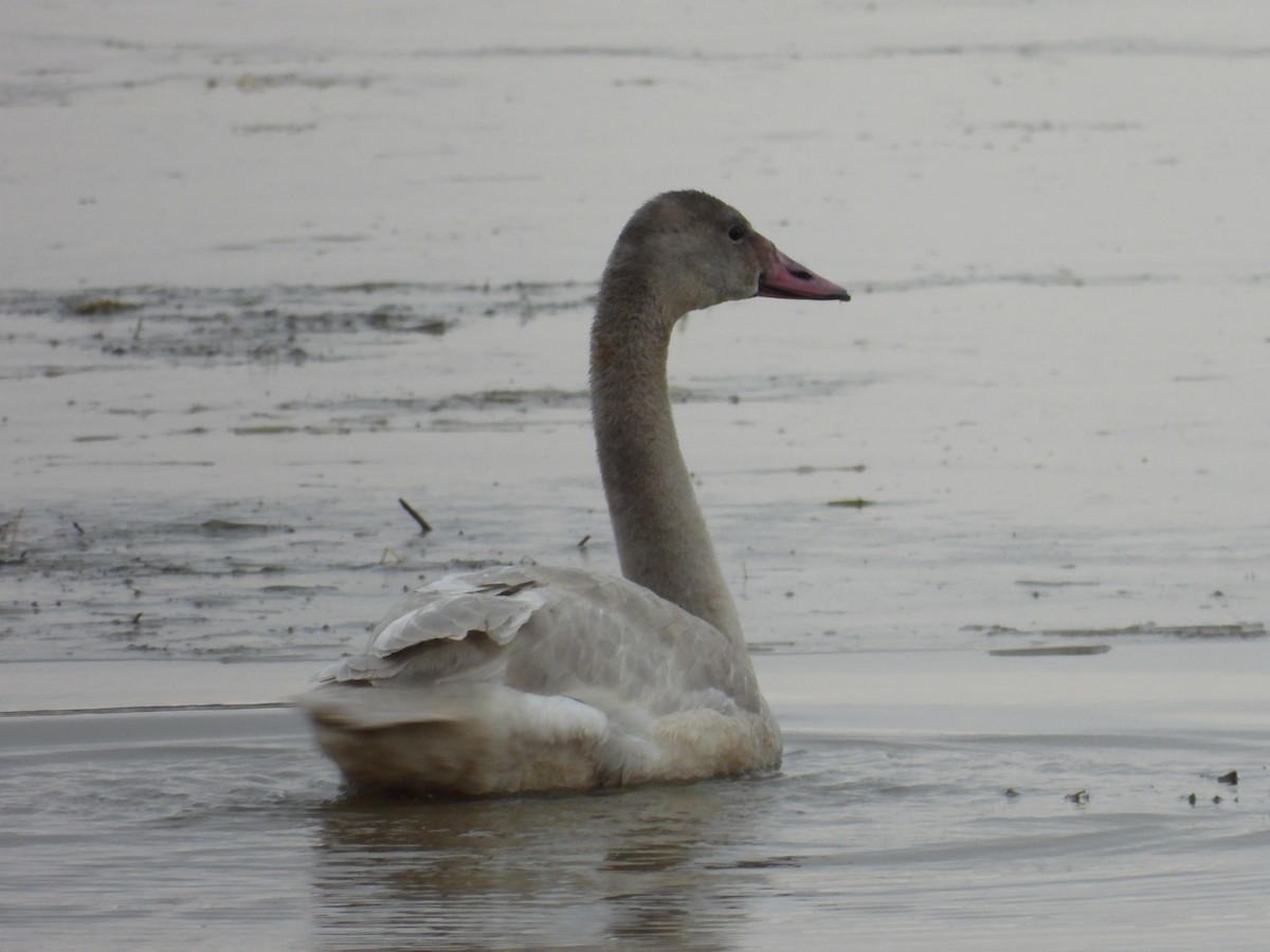 Trumpeter Swan - ML644778473