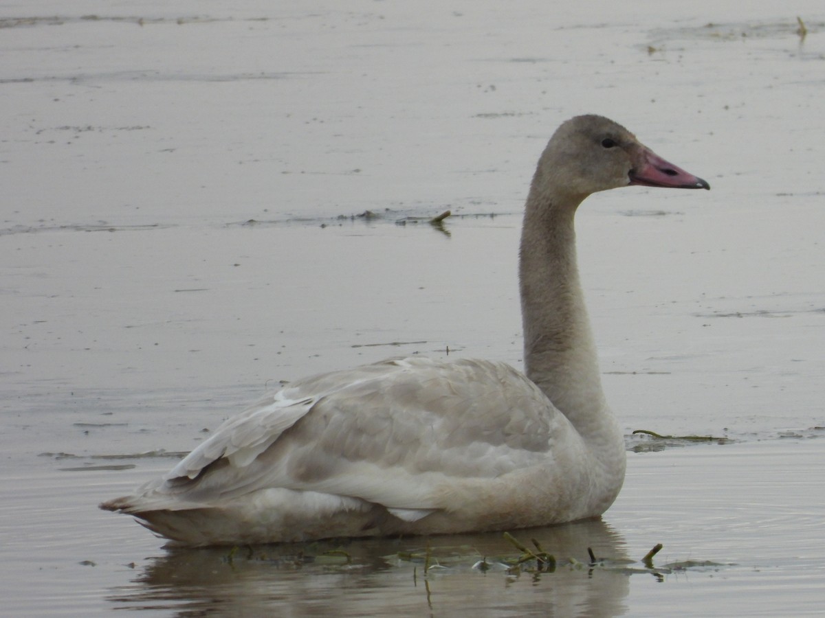 Trumpeter Swan - ML644778474
