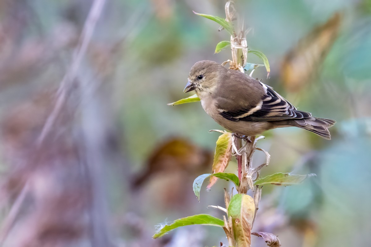 オウゴンヒワ - ML644778478