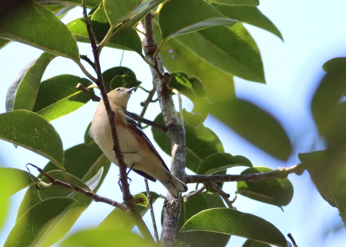 Bay-breasted Warbler - ML644778479