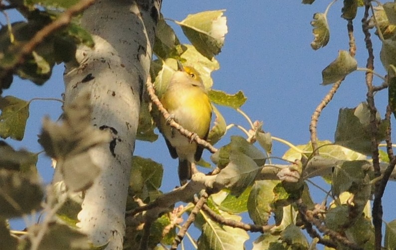 White-eyed Vireo - ML644778480