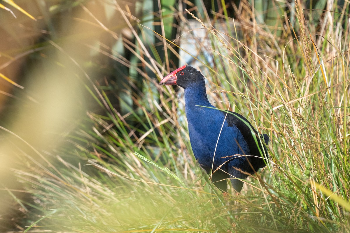 Australasian Swamphen - ML644778483