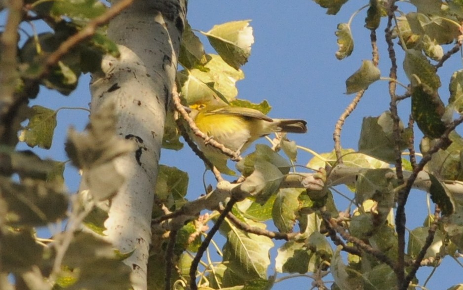 White-eyed Vireo - ML644778485