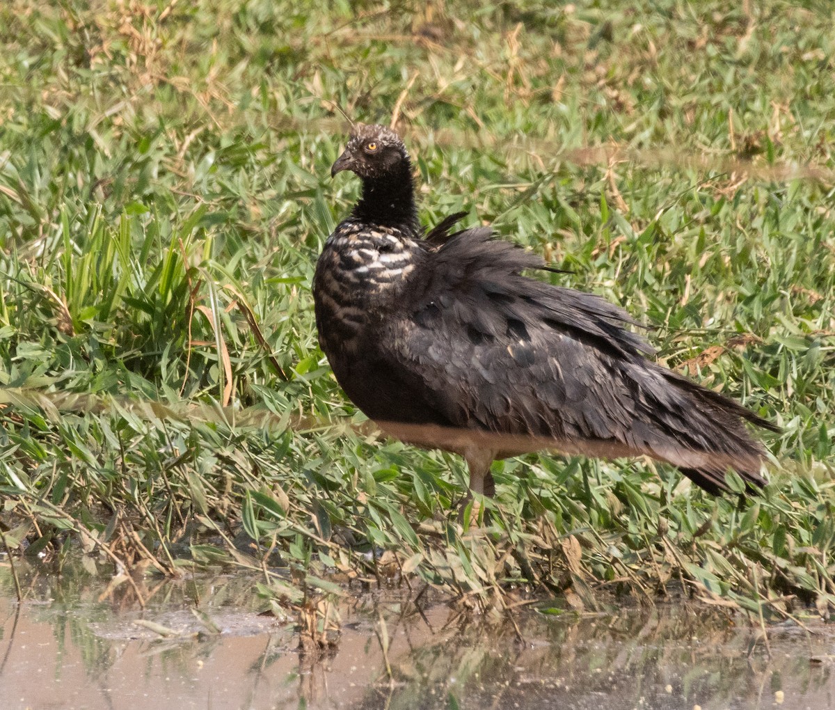 kamiš růžkatý - ML644778499