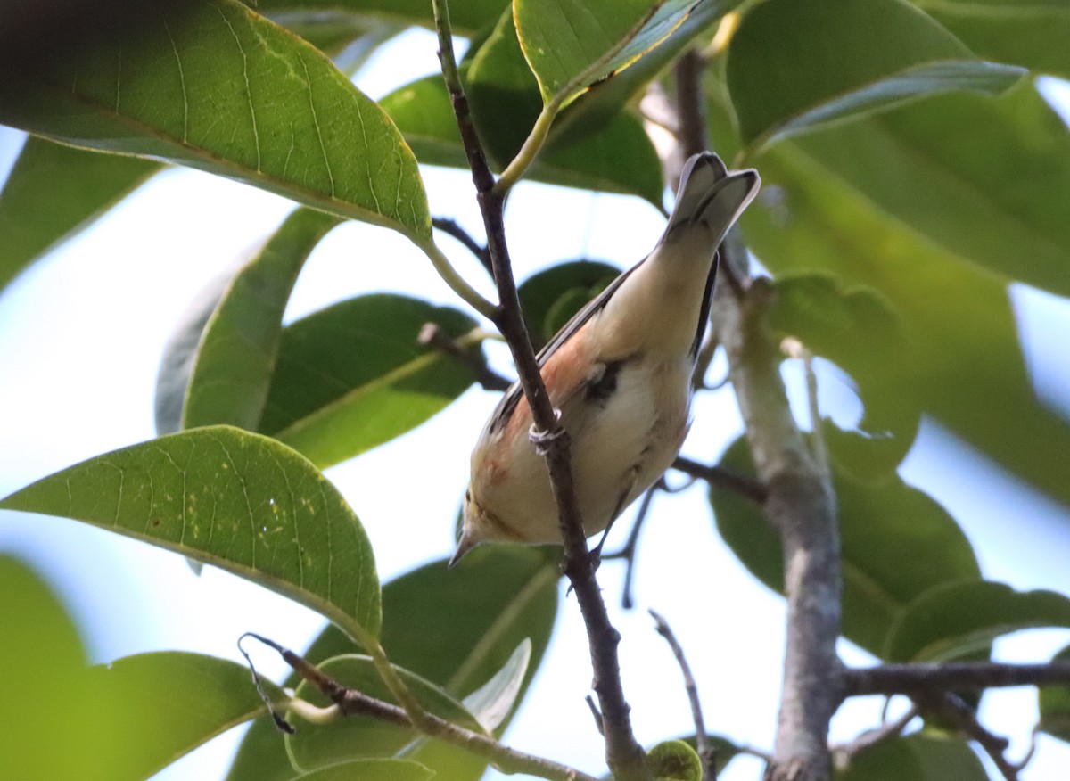 Bay-breasted Warbler - ML644778500