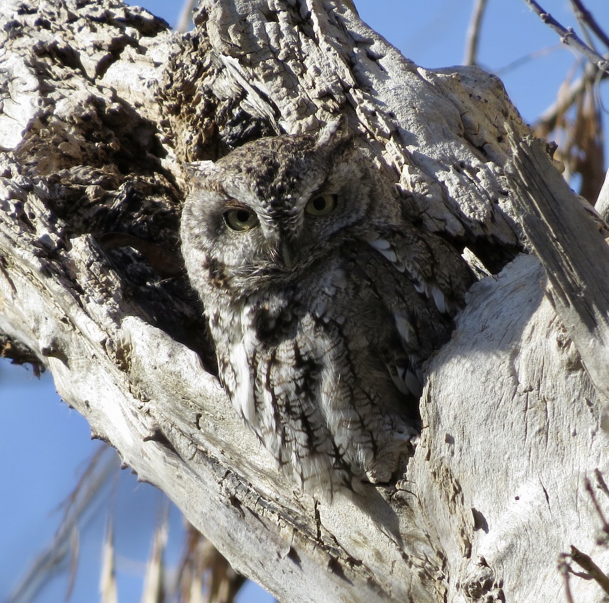Eastern Screech-Owl - ML644778501