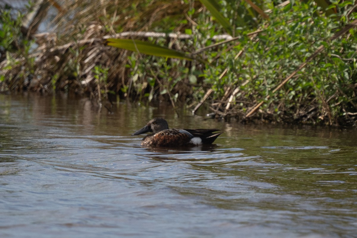 ミカヅキハシビロガモ - ML644778502