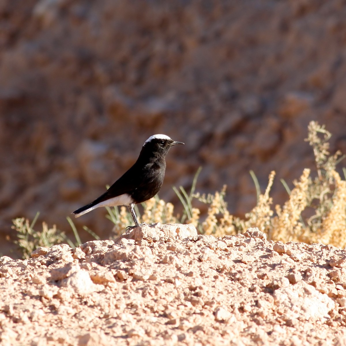 White-crowned Wheatear - ML644778503