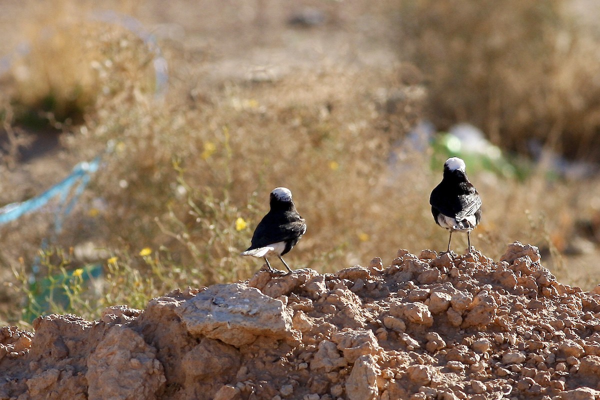 White-crowned Wheatear - ML644778504