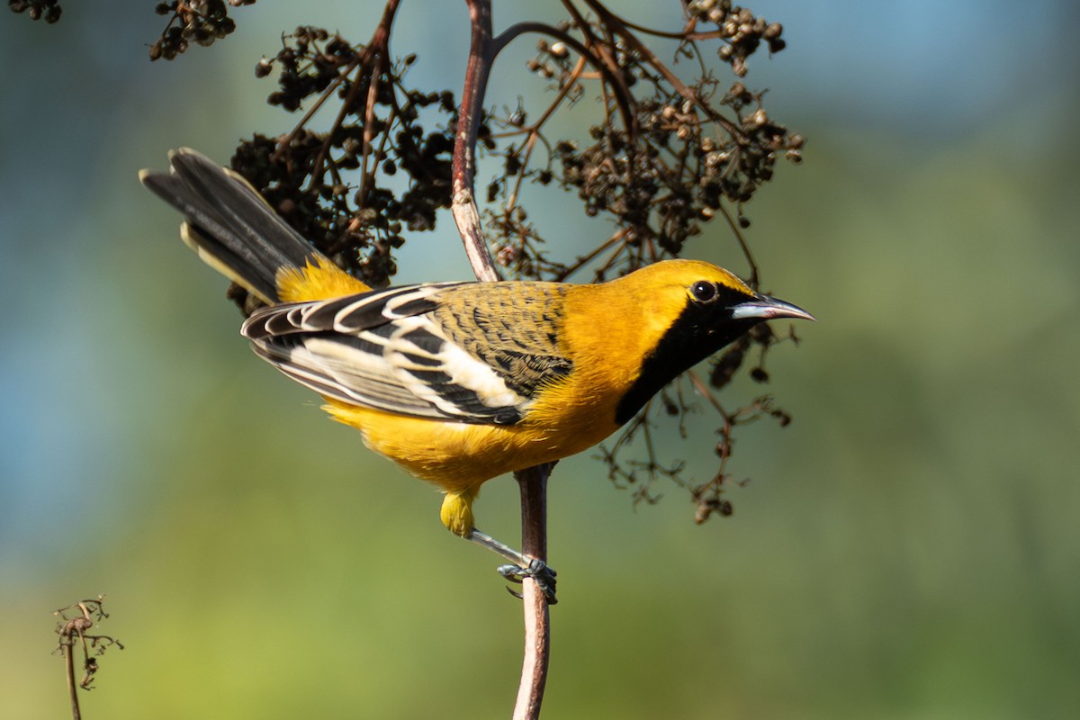 Hooded Oriole - ML644778515