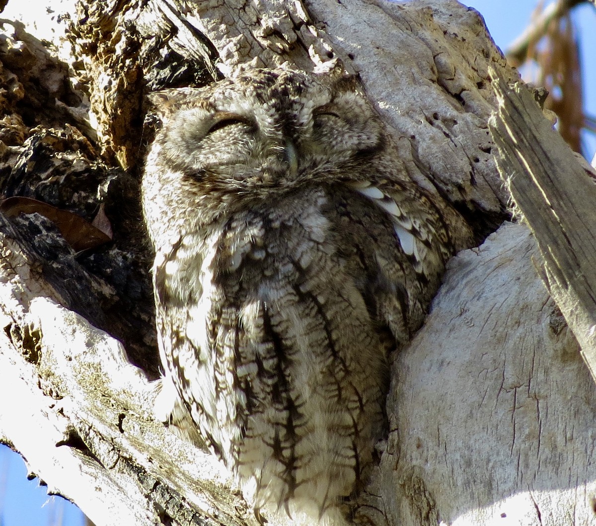 Eastern Screech-Owl - ML644778516
