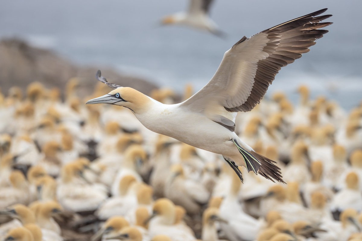 Капская олуша - ML644778530