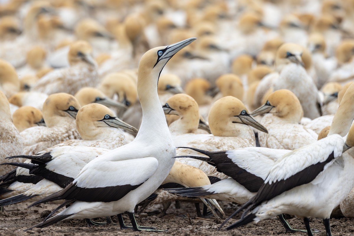 Капская олуша - ML644778531