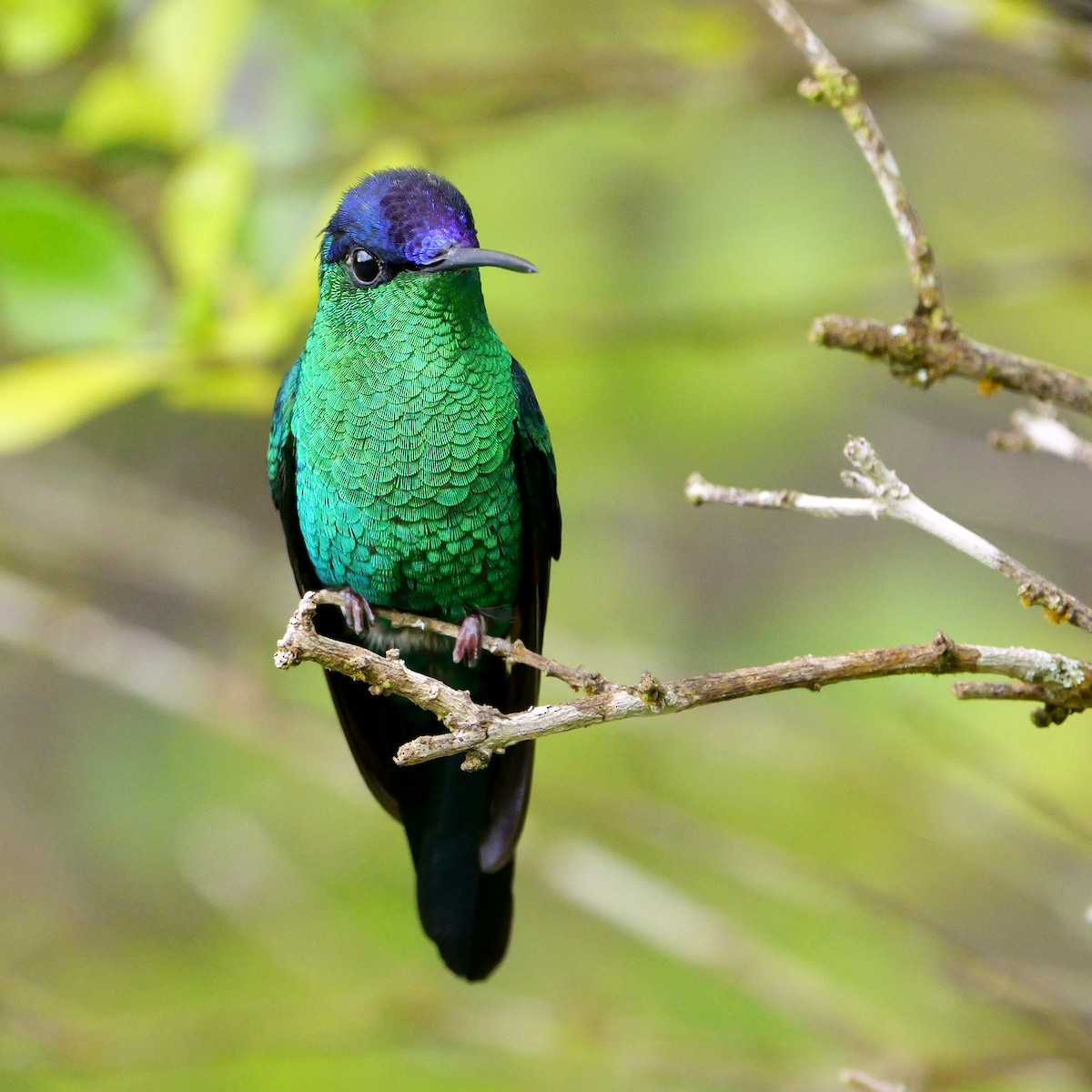 Violet-capped Woodnymph - ML644778542