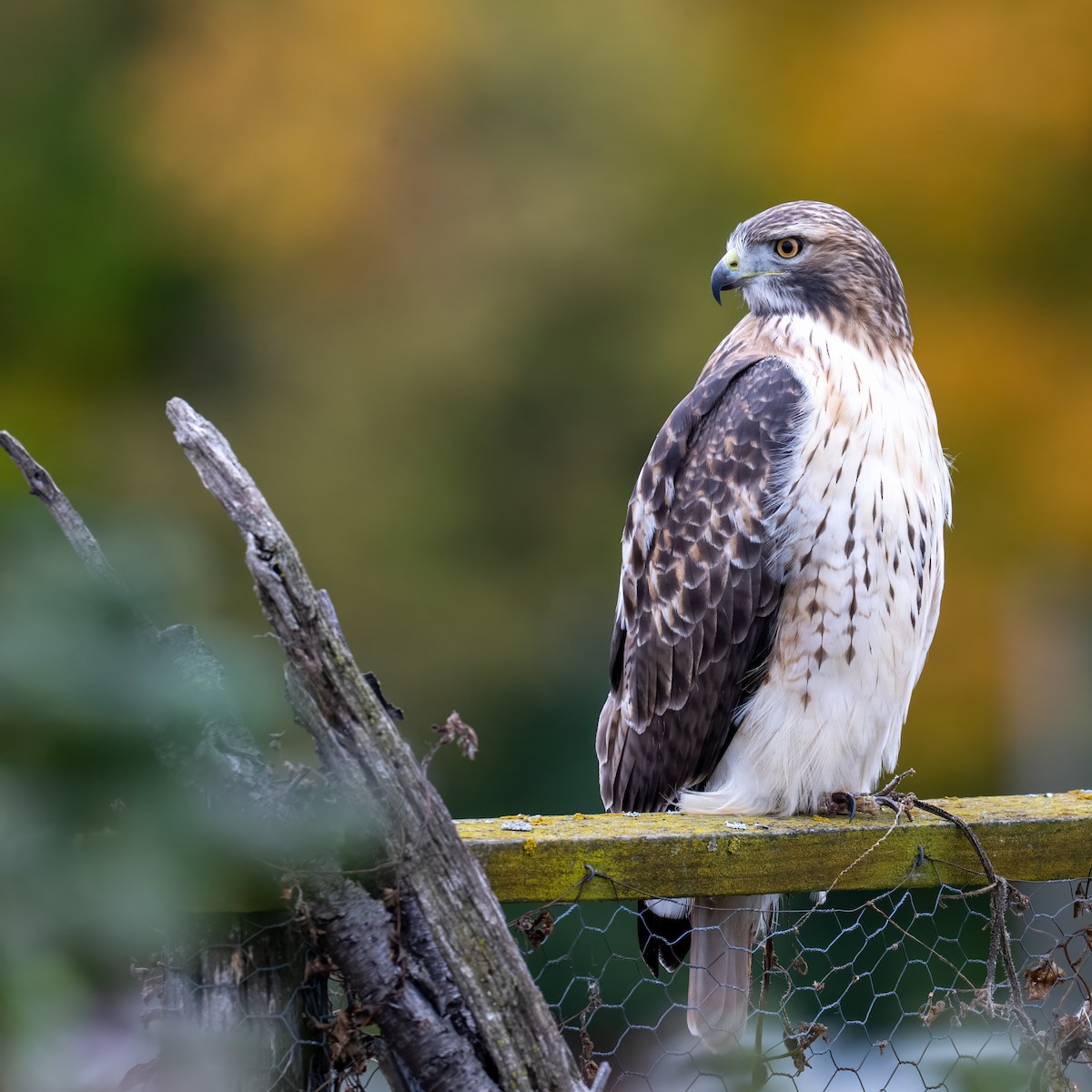 Red-tailed Hawk - ML644778547