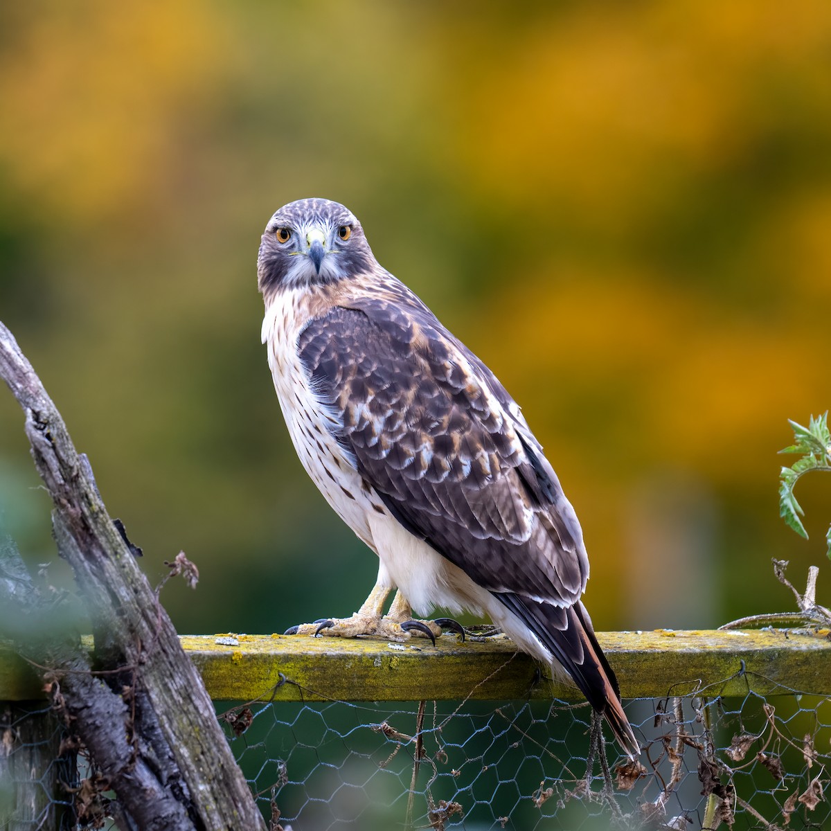 Red-tailed Hawk - ML644778548