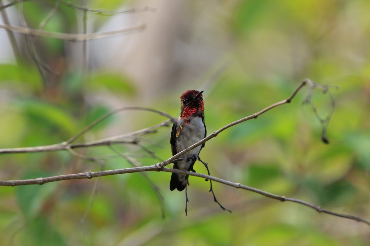 Bee Hummingbird - ML644778555