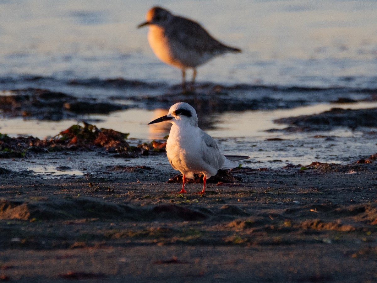 Forster's Tern - ML644778556