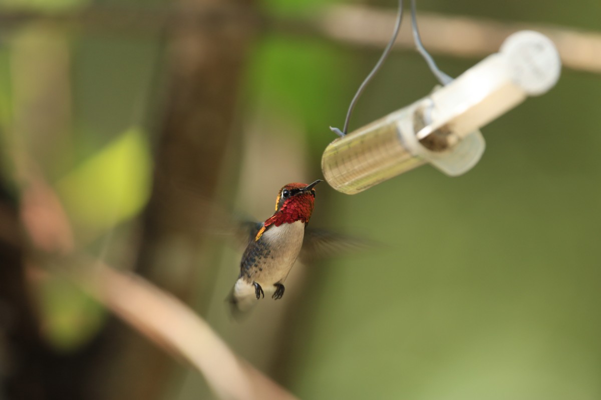 Bee Hummingbird - ML644778559