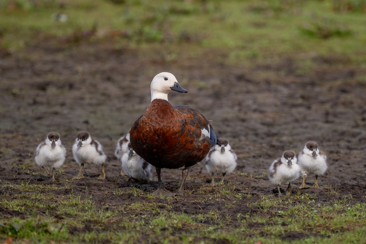 Paita maoria - ML644778560