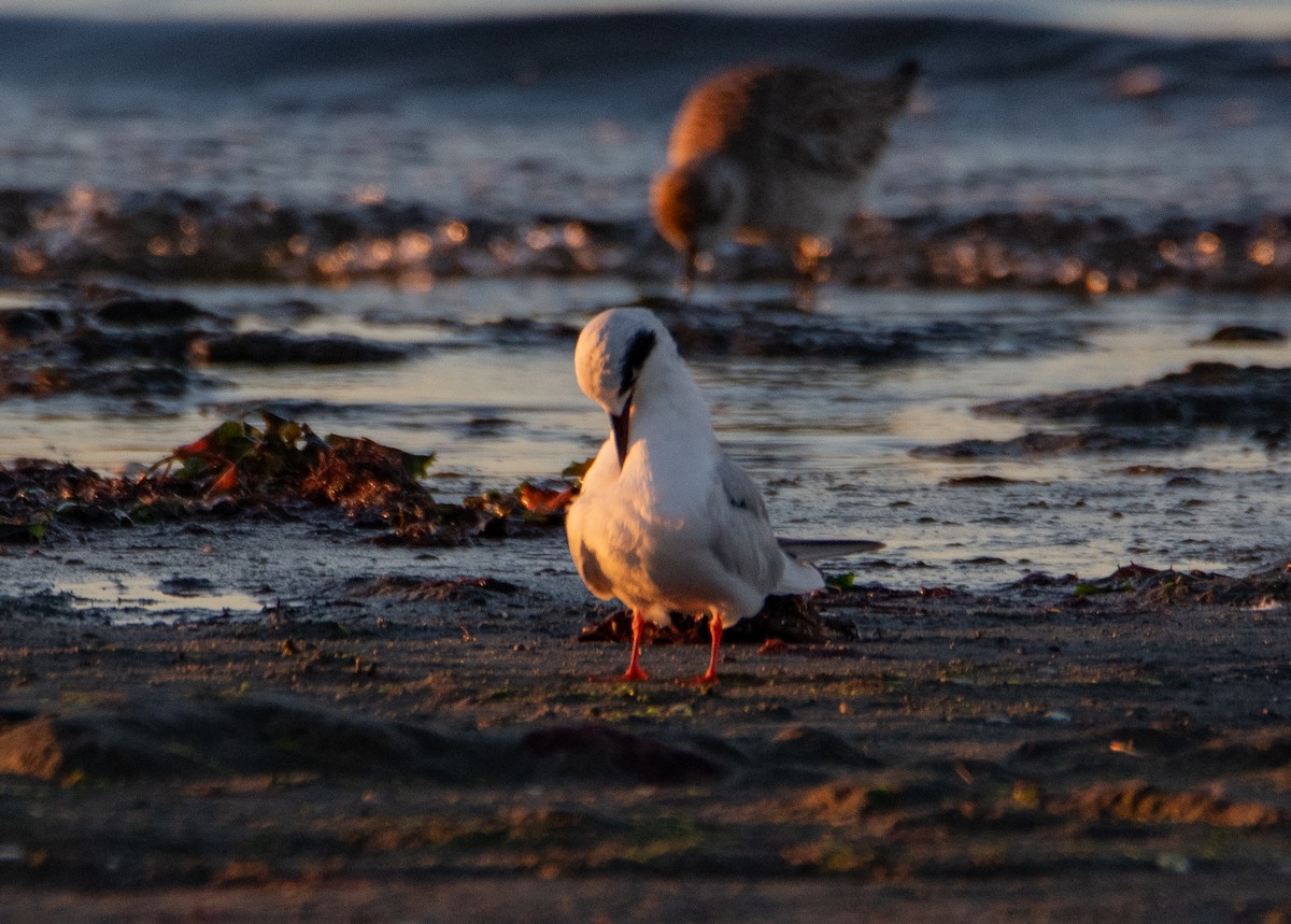 Forster's Tern - ML644778561