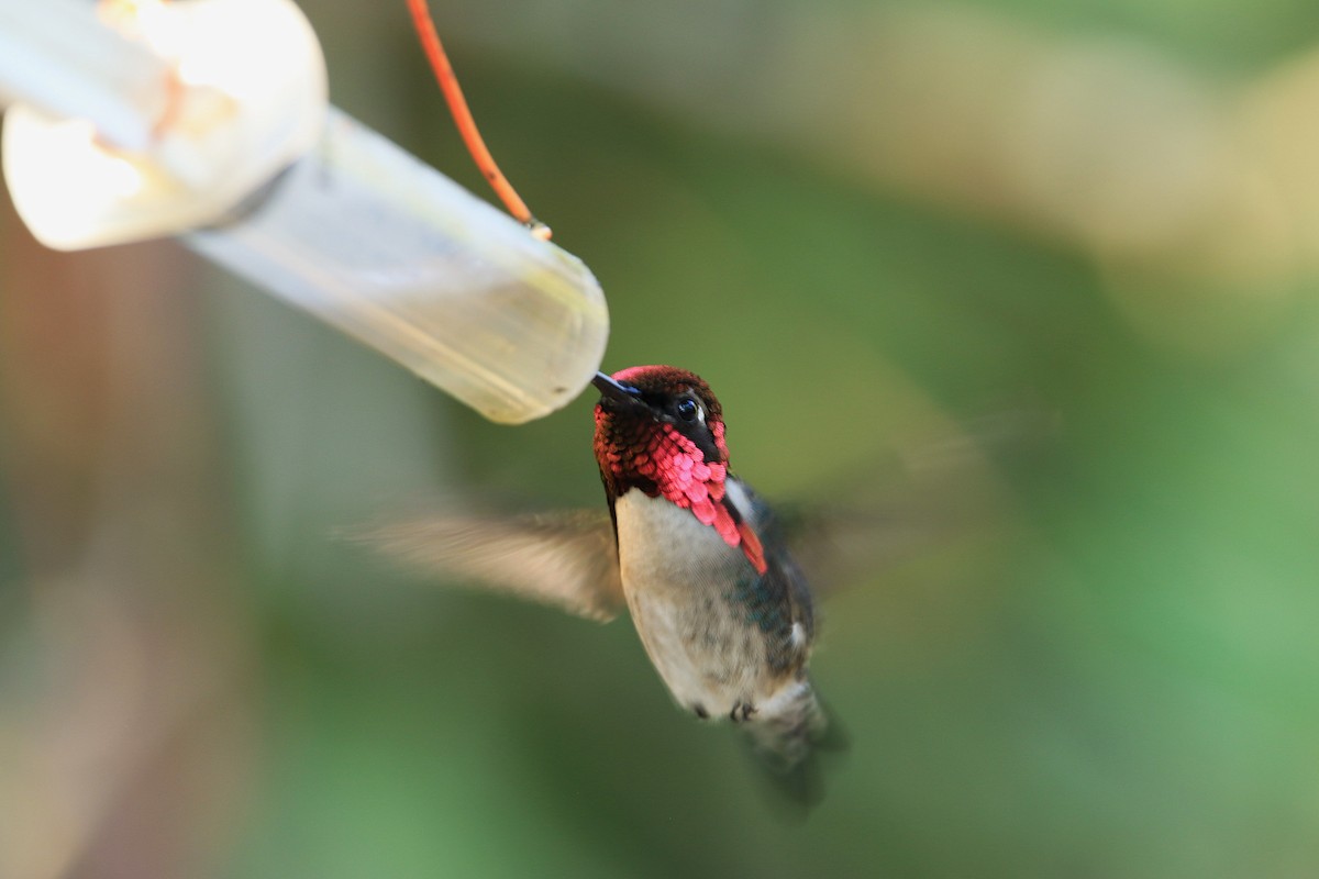 Bee Hummingbird - ML644778562