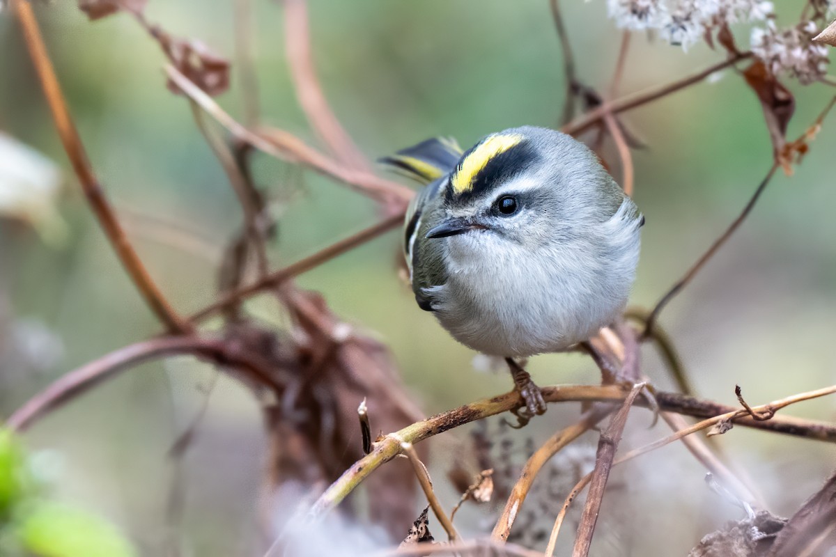 Golden-crowned Kinglet - ML644778563
