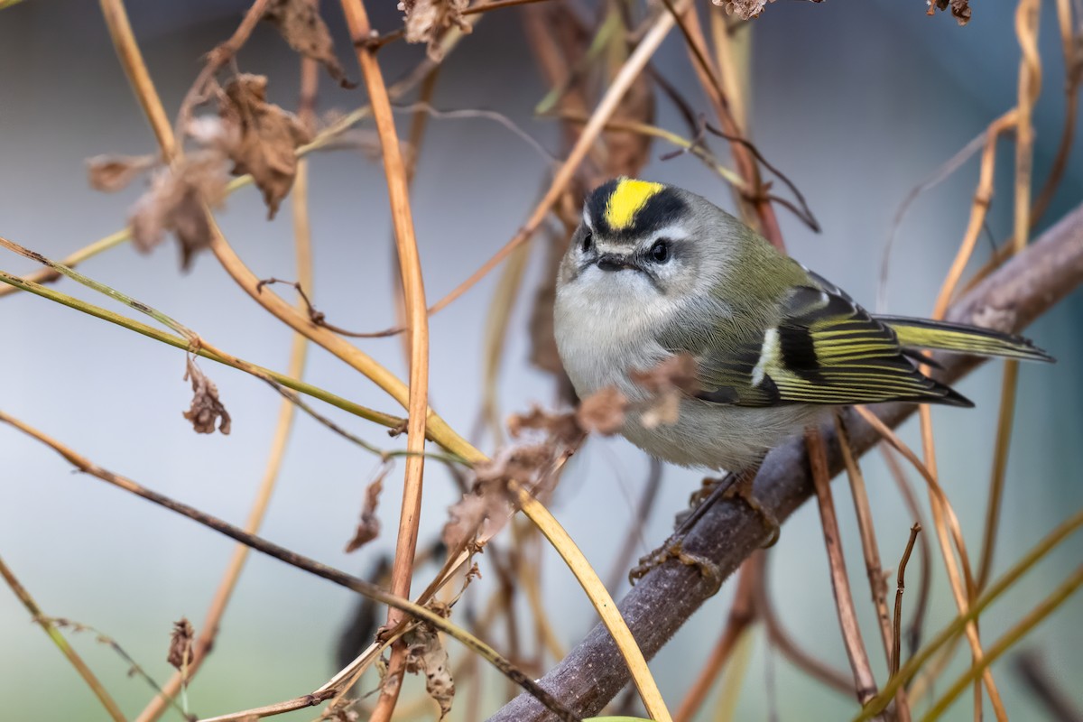 Golden-crowned Kinglet - ML644778564