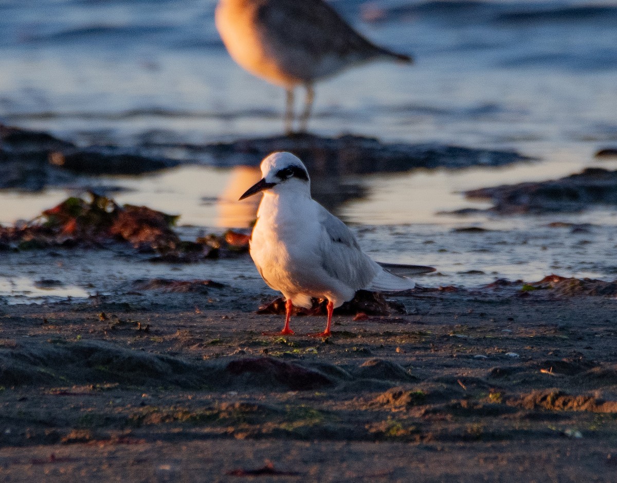 Forster's Tern - ML644778567