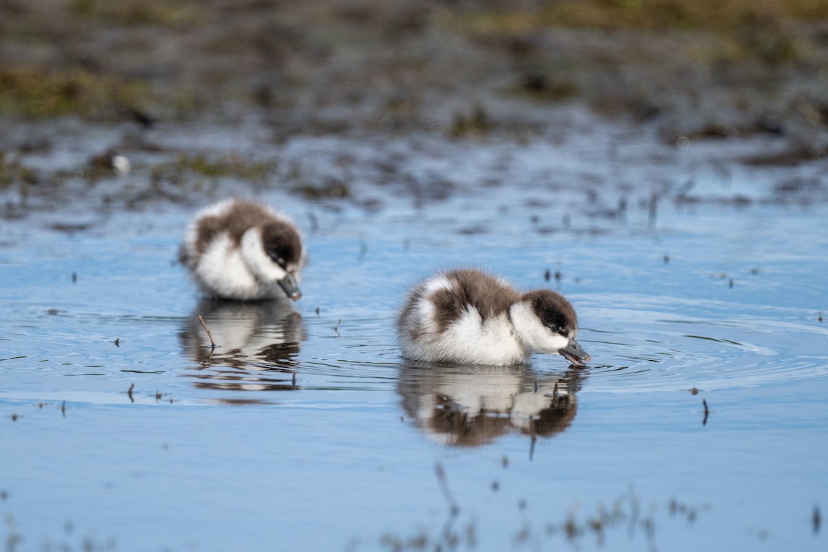 Paita maoria - ML644778568